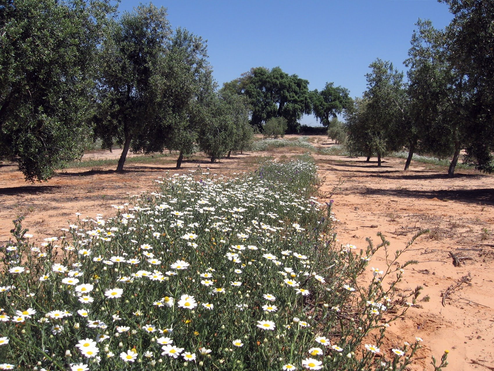 5 green cover in olive  grove