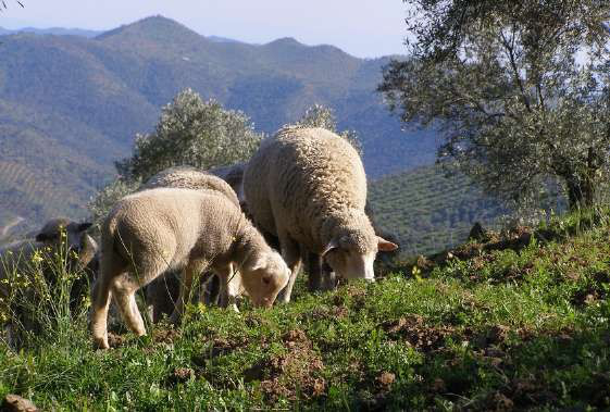 6 green cover in olive  grove