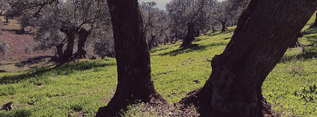 7 green cover in olive  grove