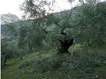 Olive tree with great exposure to sunlight of the leaves and fruits
