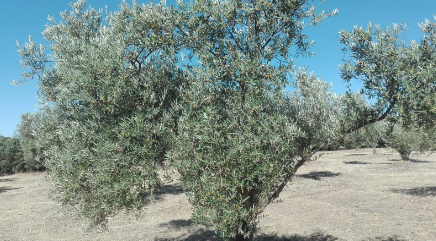 olive tree with minimum top density