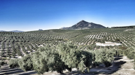 andalusian-olive-grove-esao-pao-4-0-program