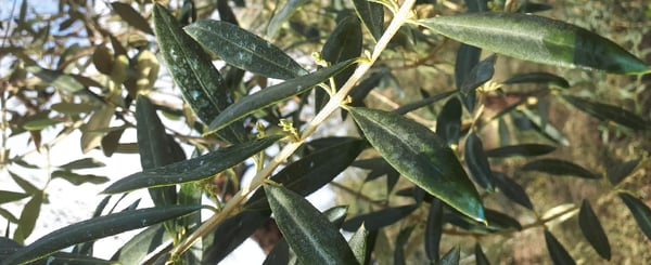 Critical moment: Olive sprouting