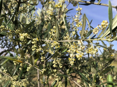 olive-grove-curdled-sanitary-state-esao-pao-4-0-program