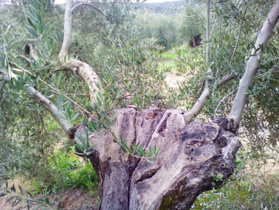 olive tree with low weight of wood