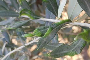acaro-del-olivo