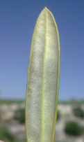 aclareo-hoja-olivar-enfermedad-emplomado