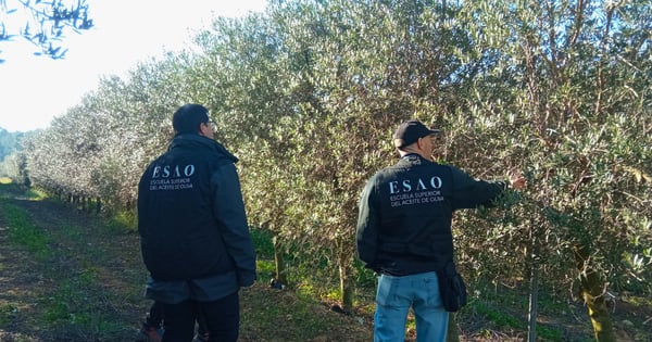 técnicos en Olivr, comprobando la calidad de la aceituna