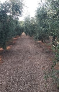 mulch-olive-grove