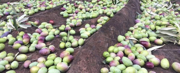aspectos-basicos-minimos-elaborar-buen-aceite-oliva-virgen-extra