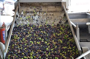 different-types-olive-oil