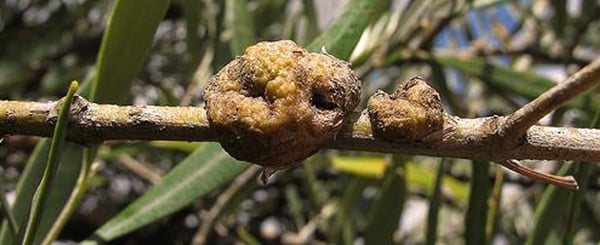 disease-olive-tree-emplomado-and-tuberculosis