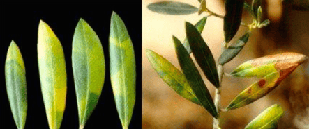 emplomado-disease olive tree