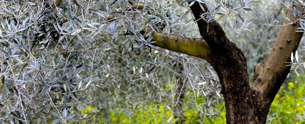 enfermedades-en-el-olivar