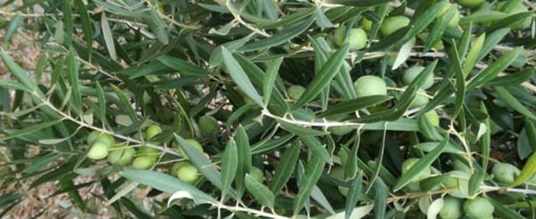 ensure-adequate-luminous-nutrition-in-the-leaves-and-adequate-water-and-mineral-nutrition