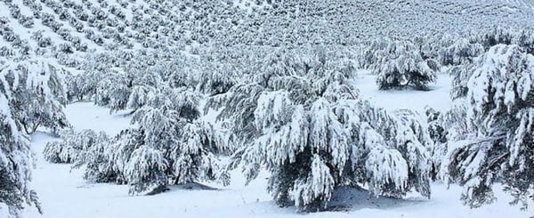 key-moments-when-the-olive-tree-should-not-suffer-water-stress