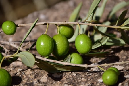 Green olives on branch