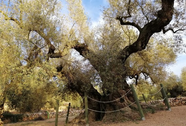 manejo-del-olivar-es-todo-lo-bueno-que-se-pudiera