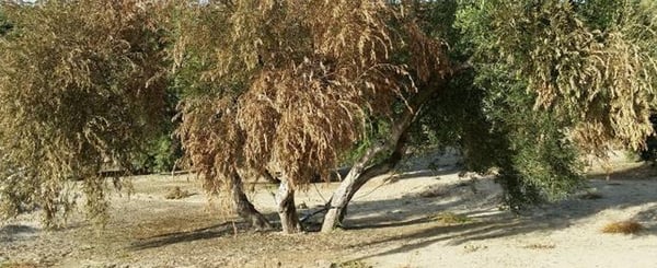 maximize-soil-infiltration-minimize-runoff-erosion-and-evapotranspiration