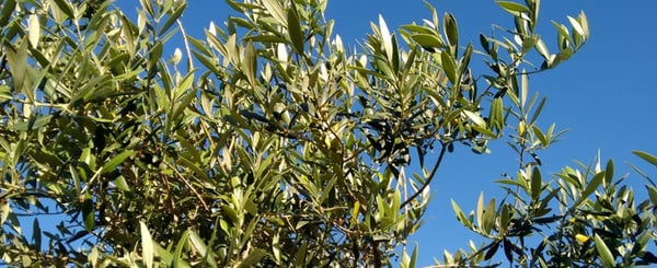 momento-del-muestreo-de-hoja-para-análisis-foliar-en-el-olivar