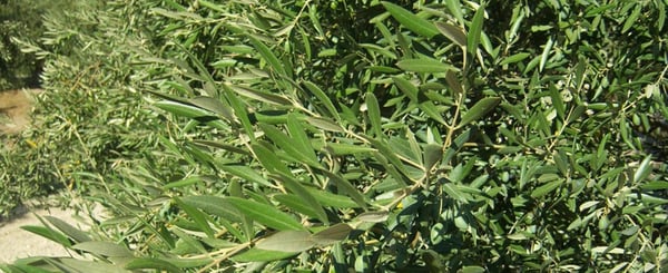 nutrition-olive-tree-boron-zinc-and-iron