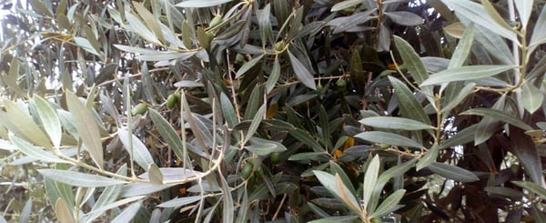 nutrition-olive-tree-phosphorous-and-potassium