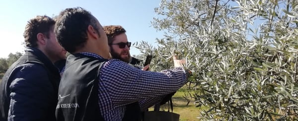 Objetivos en la poda del olivo 