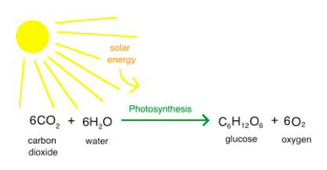 photoshyntesis-plants