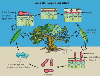 repilo-cicle