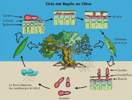 Repolyo Tree Olive tree disease: Olive leaf spot - Repilo (Fusicladium oleagineum)