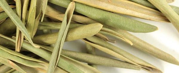 the-olive-tree-as-xerophytic-plant