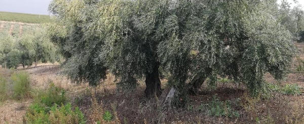 tools-for-regulating-the-quantity-and-quility-of-the-harvest