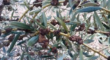 tuberculosis-disease olive tree