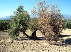 verticilosis-del-olivo