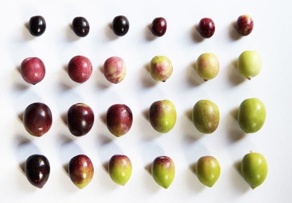when-should-olives-be-harvested-to-obtain-top-quality-evoo