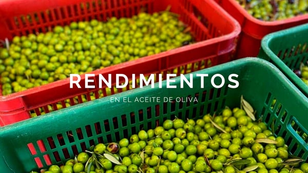 rendimiento aceituna aceite de oliva