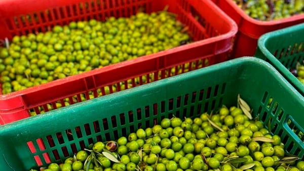 Yields in olive oil