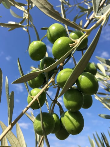 perfect green olive in olive tree 