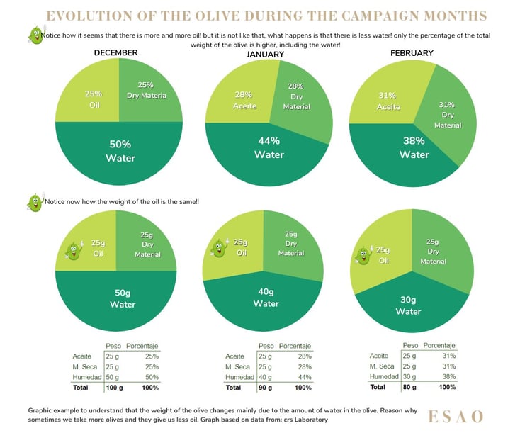 Infografia_Evolución de la aceituna durante los meses de campaña EN