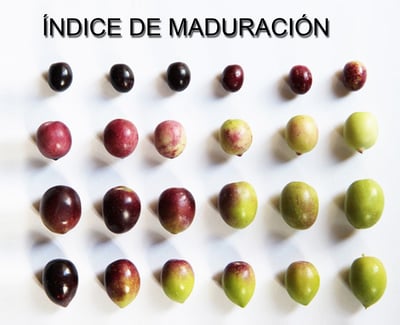 Maduración aceitunas