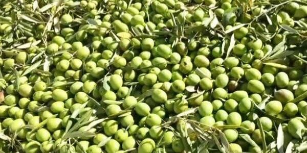 green olives