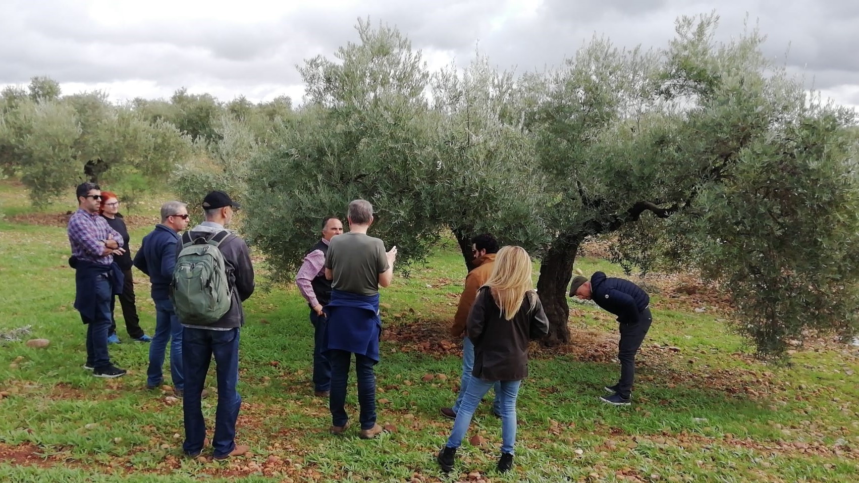 banner olive grove