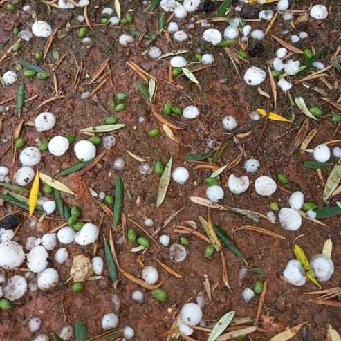 Aceitunas caídas por granizo. Banco de imágenes ESAO