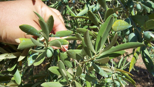 Olive tree leaves. ESAO Image bank