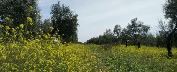 main-limiting-factors-and-weeds-and-wood