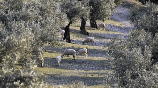 ¿Qué es el olivar ecológico?