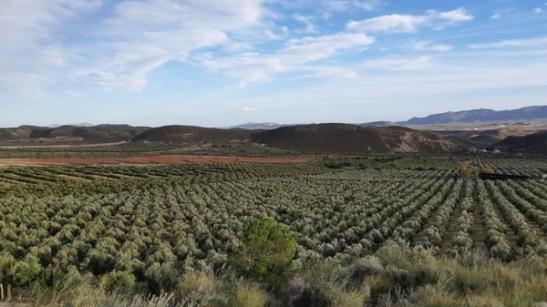 ESAO Master Olive Oil Consultant Certification