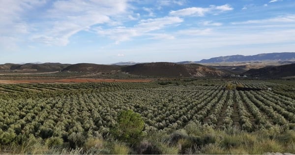 imagen de gran extensión de olivar muy cuidado
