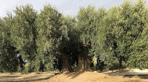 Todo lo que nuestra formación en manejo y poda del olivar te puede ofrecer