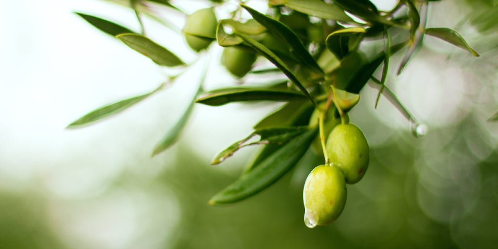 green olives in tree branch perfect for obtaining high quality extra virgin olive oil